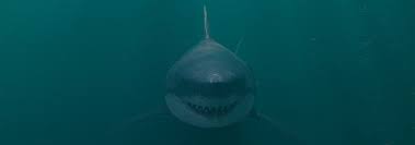 Image result for The Herne Bay & Whitstable Jetski & Watercraft Society (J A W S )