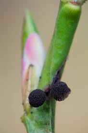 Attēlu rezultāti vaicājumam “Lamproderma arcyrioides”