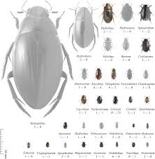 Attēlu rezultāti vaicājumam “Enochrus affinis”