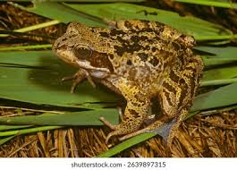 Attēlu rezultāti vaicājumam “Rana temporaria”