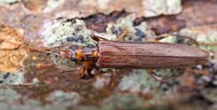 Attēlu rezultāti vaicājumam “Oedemera femorata”