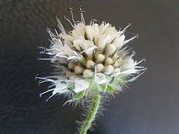 Image result for Dipsacus pilosus