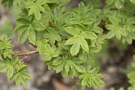 Attēlu rezultāti vaicājumam “Pentaphylloides fruticosa leaf”