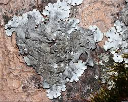 Attēlu rezultāti vaicājumam “Parmelina tiliacea”