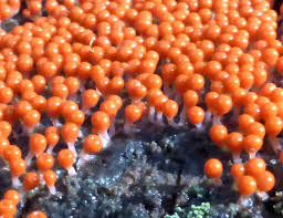 Attēlu rezultāti vaicājumam “Oligonema affine macro”