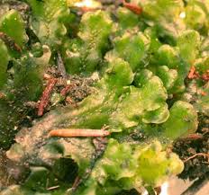 Attēlu rezultāti vaicājumam “Pellia”