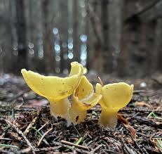 Attēlu rezultāti vaicājumam “Sowerbyella radiculata”