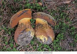 Attēlu rezultāti vaicājumam “Boletus luridus”