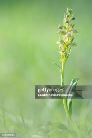 Attēlu rezultāti vaicājumam “Coeloglossum viride leaf”