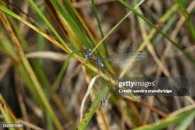 Attēlu rezultāti vaicājumam “Lestes dryas male”