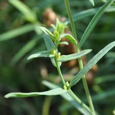 Attēlu rezultāti vaicājumam “Linaria vulgaris bud”