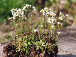 Attēlu rezultāti vaicājumam “Erophila verna flower”