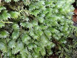 Attēlu rezultāti vaicājumam “Fissidens arnoldii sporophyte”