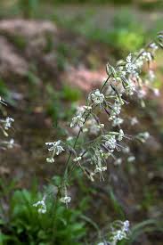Attēlu rezultāti vaicājumam “Silene nutans flower”