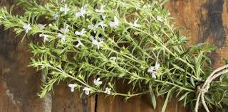 Image result for Satureja hortensis