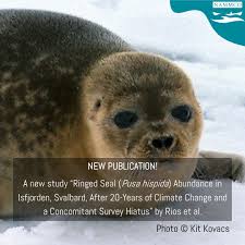 Image result for Pusa hispida