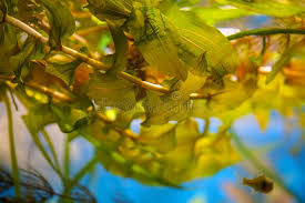 Attēlu rezultāti vaicājumam “Potamogeton perfoliatus flower”