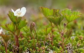 Attēlu rezultāti vaicājumam “Rubus chamaemorus flower”