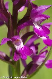 Attēlu rezultāti vaicājumam “Dactylorhiza traunsteineri”