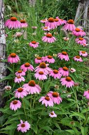 Attēlu rezultāti vaicājumam “Echinacea purpurea flower”