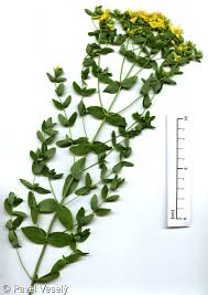 Image result for Hypericum perforatum