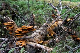 Attēlu rezultāti vaicājumam “Inonotus rheades”