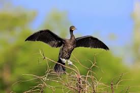 Image result for Phalacrocorax auritus