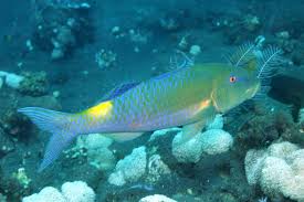 Image result for Parupeneus cyclostomus