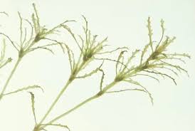 Attēlu rezultāti vaicājumam “Najas marina”