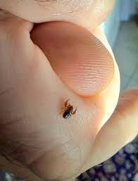 Attēlu rezultāti vaicājumam “Chelifer cancroides”