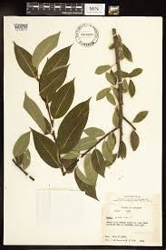 Attēlu rezultāti vaicājumam “Salix pentandra”