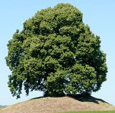 Attēlu rezultāti vaicājumam “Tilia platyphyllos subsp. cordifolia”