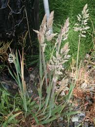 Attēlu rezultāti vaicājumam “Holcus lanatus  flower”