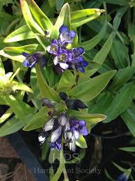 Attēlu rezultāti vaicājumam “Gentiana cruciata flower”