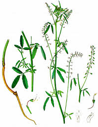 Attēlu rezultāti vaicājumam “Melilotus wolgicus”