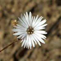 Attēlu rezultāti vaicājumam “Diachromus germanus”