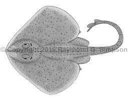 Image result for Leucoraja