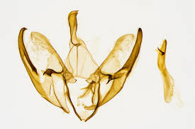 Attēlu rezultāti vaicājumam “Lithosia quadra male”