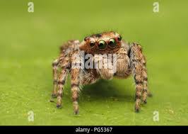 Attēlu rezultāti vaicājumam “Evarcha falcata male”