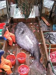 Image result for Somniosus microcephalus