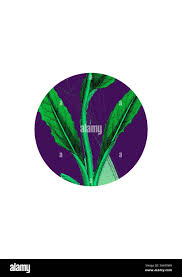 Attēlu rezultāti vaicājumam “Saussurea esthonica leaf”