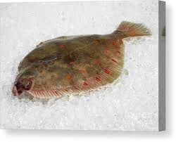 Image result for Pleuronectes platessa