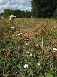 Attēlu rezultāti vaicājumam “Cardaminopsis arenosa fruit”