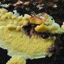 Attēlu rezultāti vaicājumam “Antrodia mellita”