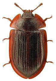 Attēlu rezultāti vaicājumam “Ostoma ferruginea”