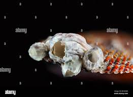 Attēlu rezultāti vaicājumam “Balanus improvisus”