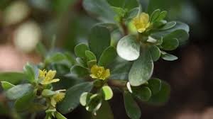 Attēlu rezultāti vaicājumam “Saxifraga cymbalaria flower”