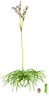 Attēlu rezultāti vaicājumam “Juncus squarrosus”