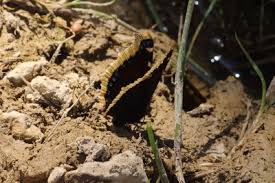 Attēlu rezultāti vaicājumam “Nymphalis antiopa underside”