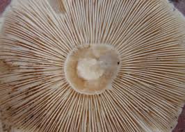 Attēlu rezultāti vaicājumam “Lepista sp.”